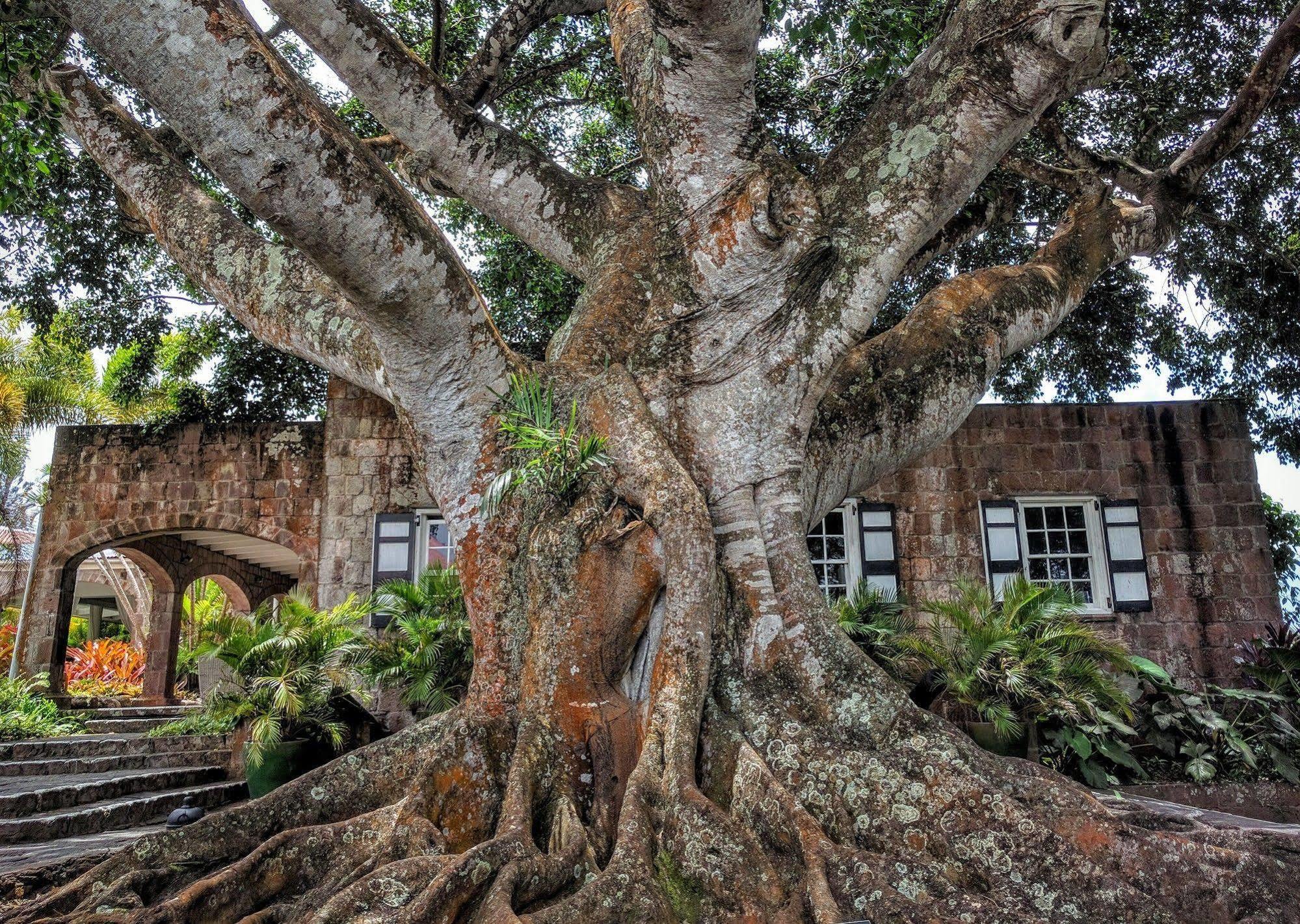 Montpelier Plantation & Beach Charlestown Bagian luar foto