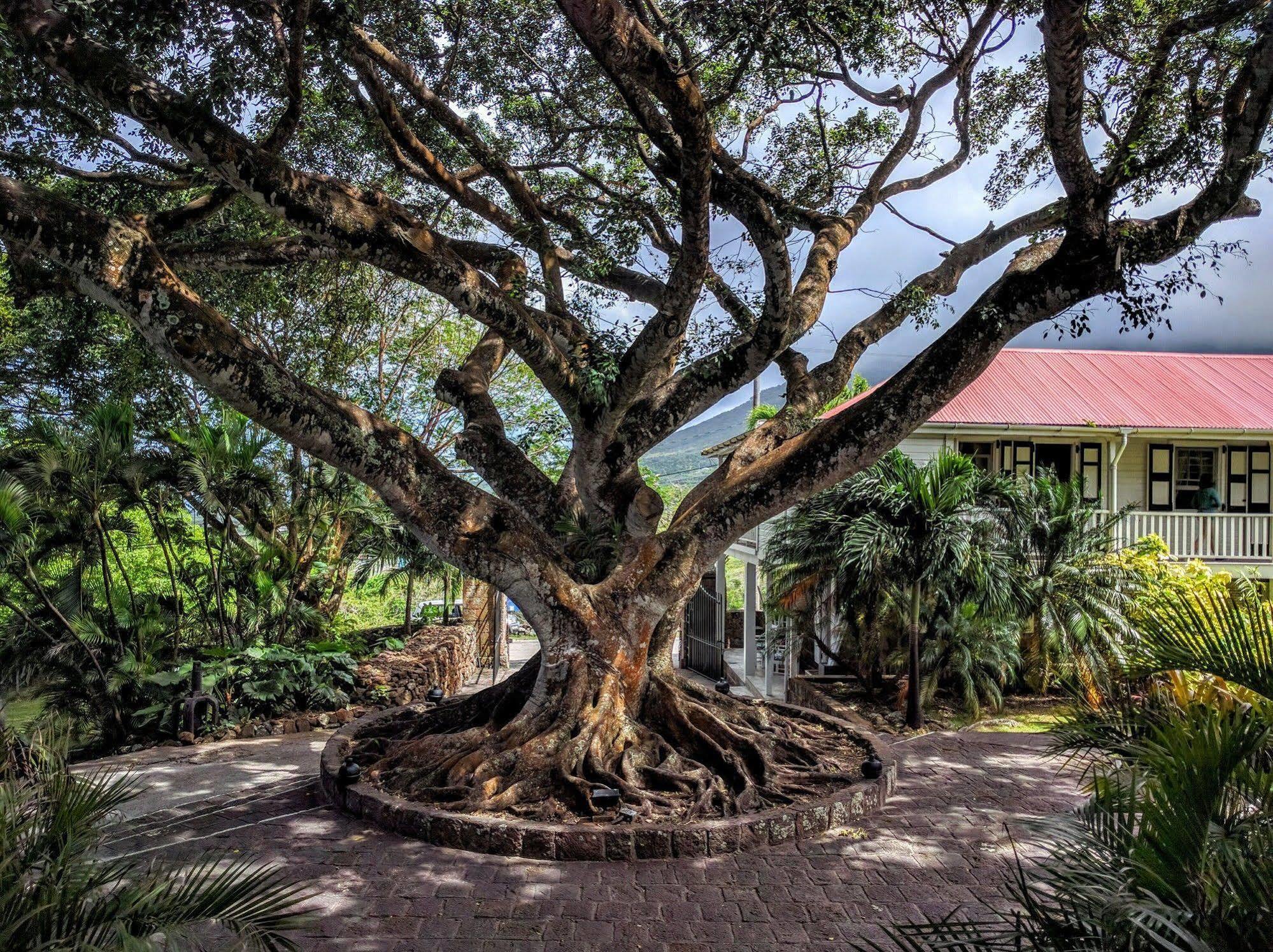 Montpelier Plantation & Beach Charlestown Bagian luar foto